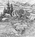 Mammoths at the confluence of the Bow & Elbow Rivers, 11,000 BP.  (Detail of drawing by Robin Brierly (c) 1984)
